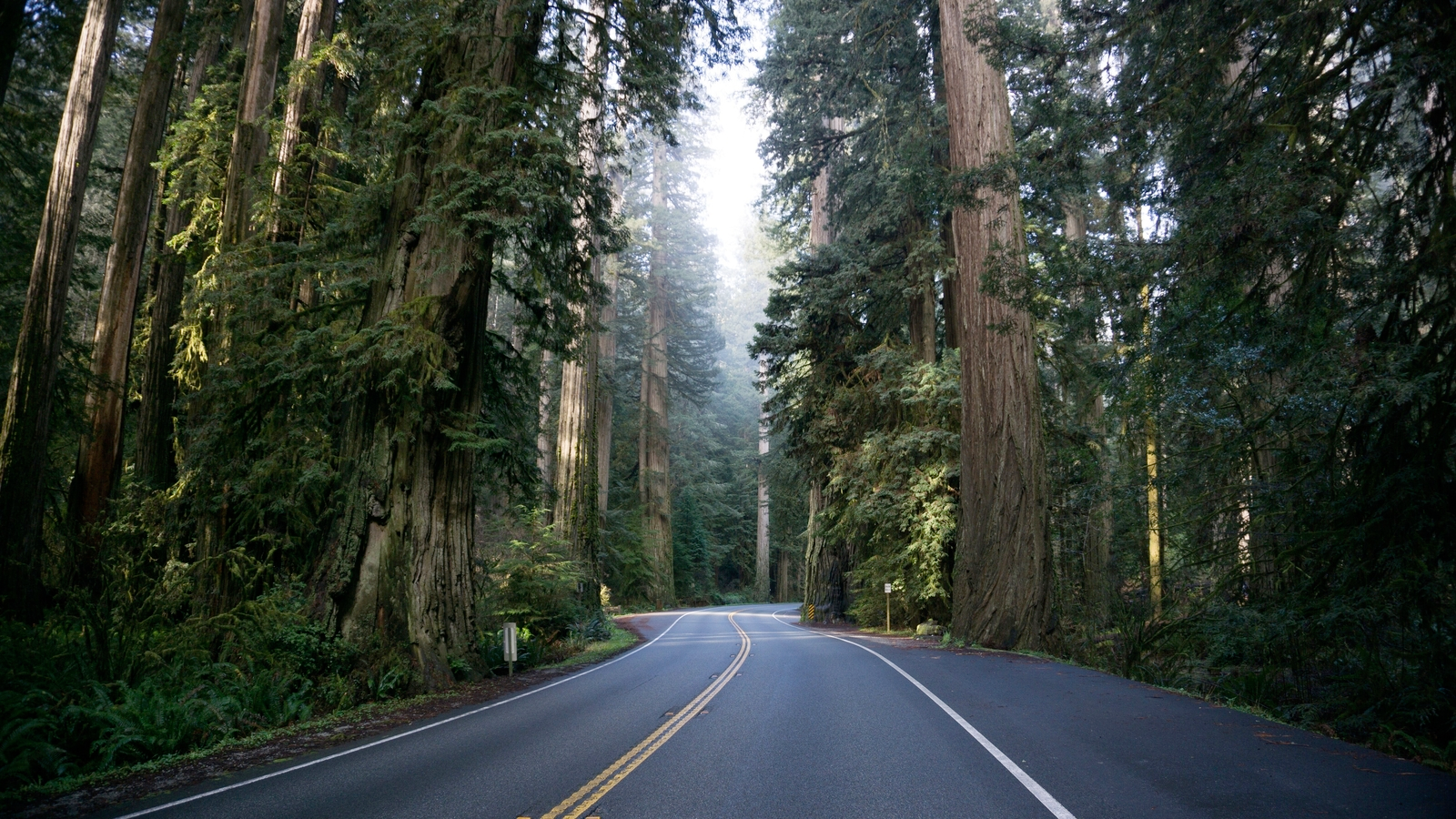 A winding road through a forest representing the journey and the need for auto insurance protection